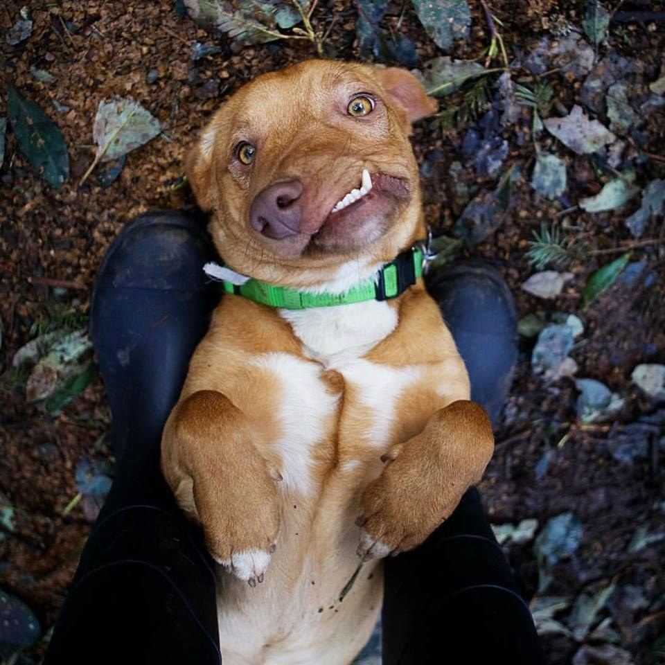 dodo's tweet image. Picasso was born to a breeder and left at a shelter because he has a facial deformity thedo.do/2lrtWnl