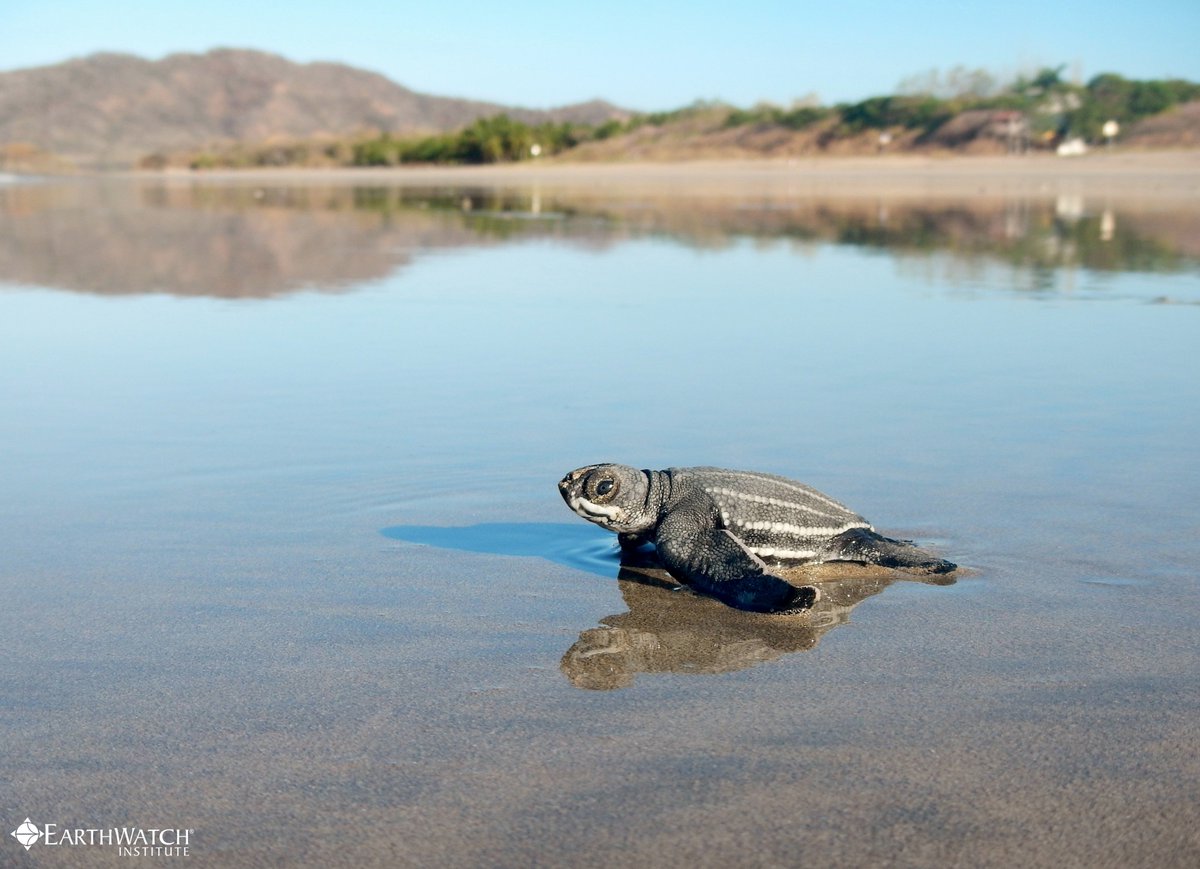 earthwatch_org's tweet image. If we hope to have a sustainable planet in the future, we have to start living sustainably today. #moreoceanlessplastic