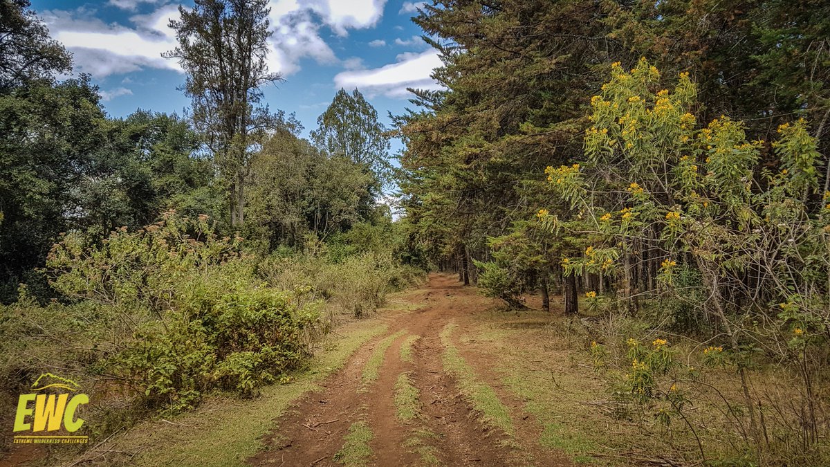 ExtremeKenya's tweet photo. Fantastic route recce for the Mt Kenya Forest Trail Run! Fun, technical &amp; scenic - we're excited! #mtkenyatrailrun #Africa #run #challenge https://t.co/ArvvhgS46Z
