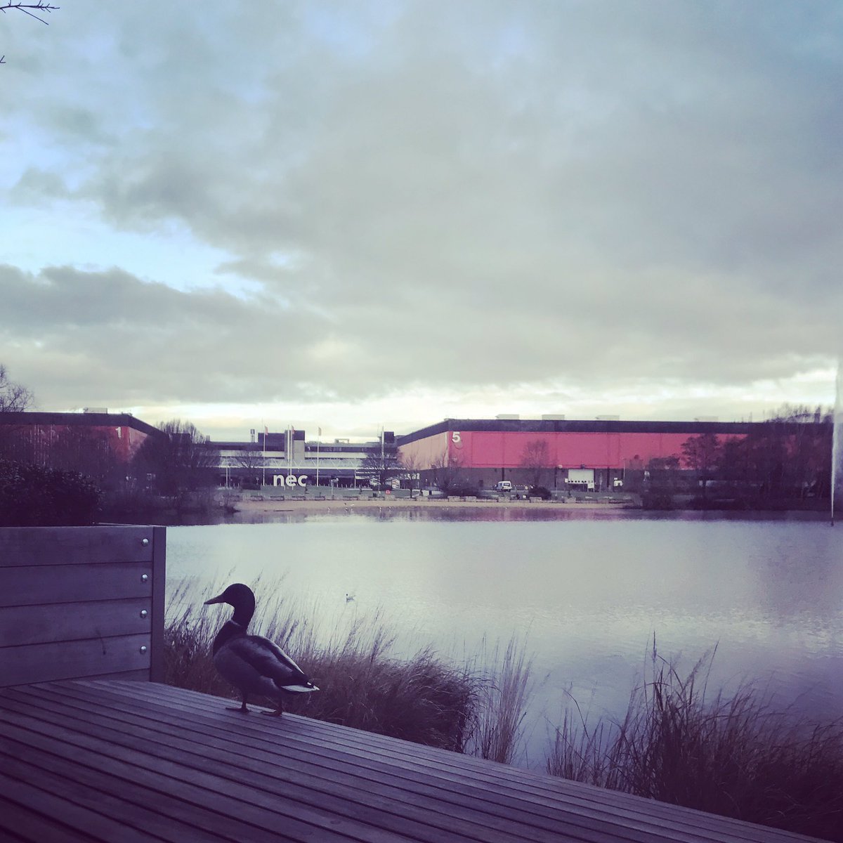 CPBirminghamNEC's tweet photo. #fresh morning @thenec today! Happy 1st March 🦆🦆🦆 #IsItSpringYet #helloduck #hellomarch 😊 https://t.co/Z9xVTS8wsH
