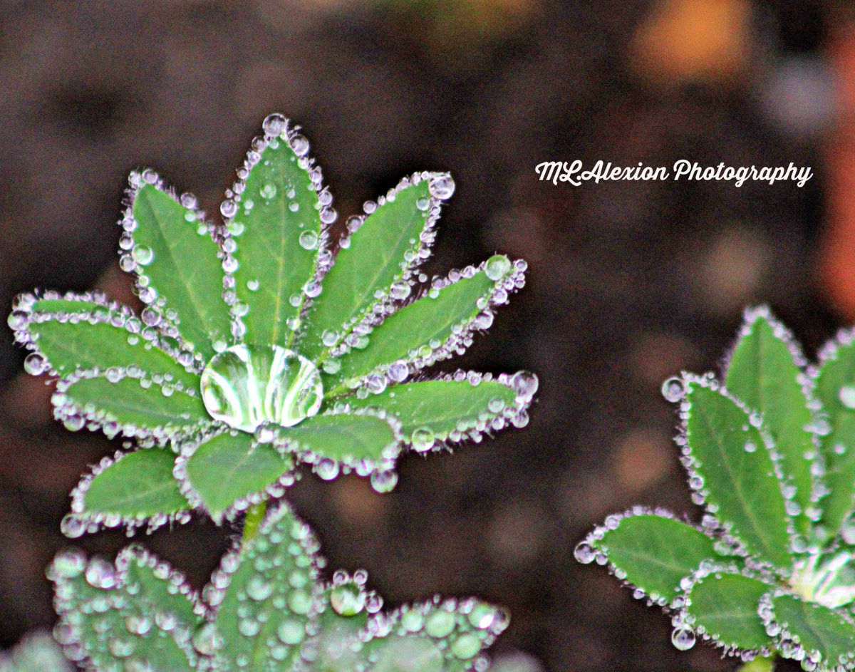 MLAlexion's tweet image. #SpringIn5Words Gardens awaken, Flowers show off
@BrenHaas @RedneckRosarian @passthepistil @aliciavarabling @QuickNDirtee @FlowerSree