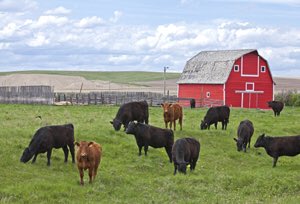 JohnGilleard's tweet photo. "Managing Internal Parasites in Beef Cattle" webinar March 28th @BeefResearch Registration at: https://t.co/bEWjVX1VKm https://t.co/HBqad9Csh4