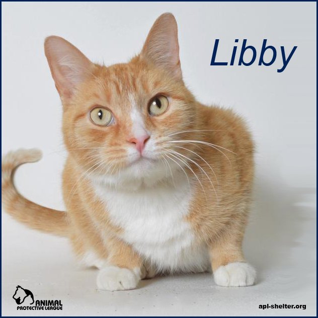 APLSpringfield's tweet photo. Libby a friendly, sassy 3-year-old orange tabby cat who likes "talking" to her people. Come meet her at APL! https://t.co/LIOlySjf8q