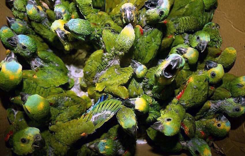 isaacBIOvega's tweet photo. ¡NO compres AVES EXÓTICAS! 🆘
Para que una pueda vivir enjaulada en tu casa, muchas han muerto durante su captura, transporte y adaptación 😿💔 https://t.co/A0vgVed0KO