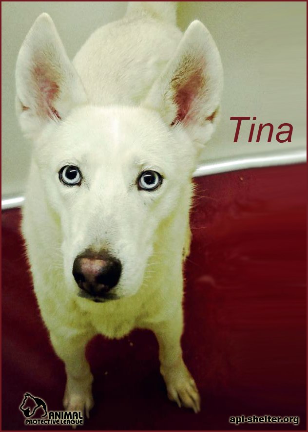APLSpringfield's tweet photo. Tina is a 1-year-old Husky/Shepherd mix. Come meet her for yourself at  APL any day from noon to 5! https://t.co/AACrcEZsn4