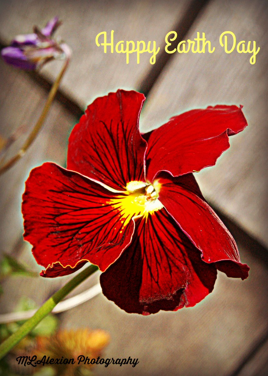 MLAlexion's tweet image. #SpringIn5Words Gardens awaken, Flowers show off
@BrenHaas @RedneckRosarian @passthepistil @aliciavarabling @QuickNDirtee @FlowerSree