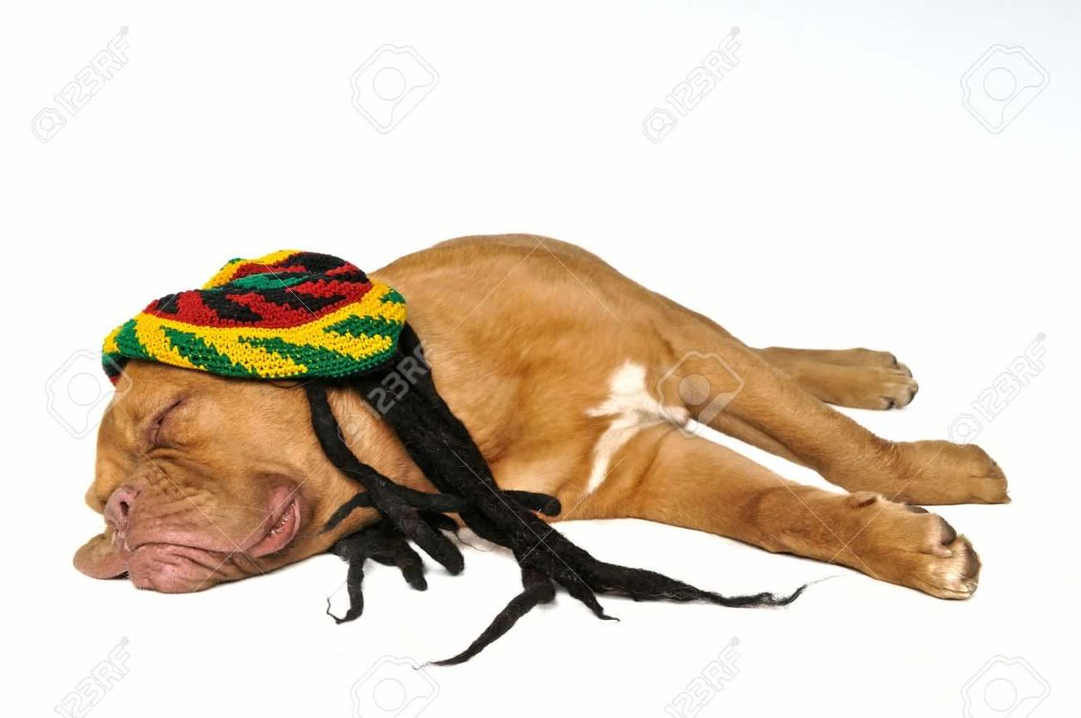blooruk's tweet photo. Dogs Have Music Preferences, And Most Like Reggae
#Reggae #dogsoftwitter #ThatNoiseUnderMyBedIs  https://t.co/uWWy4eHiG8 https://t.co/Iq42tdCukQ