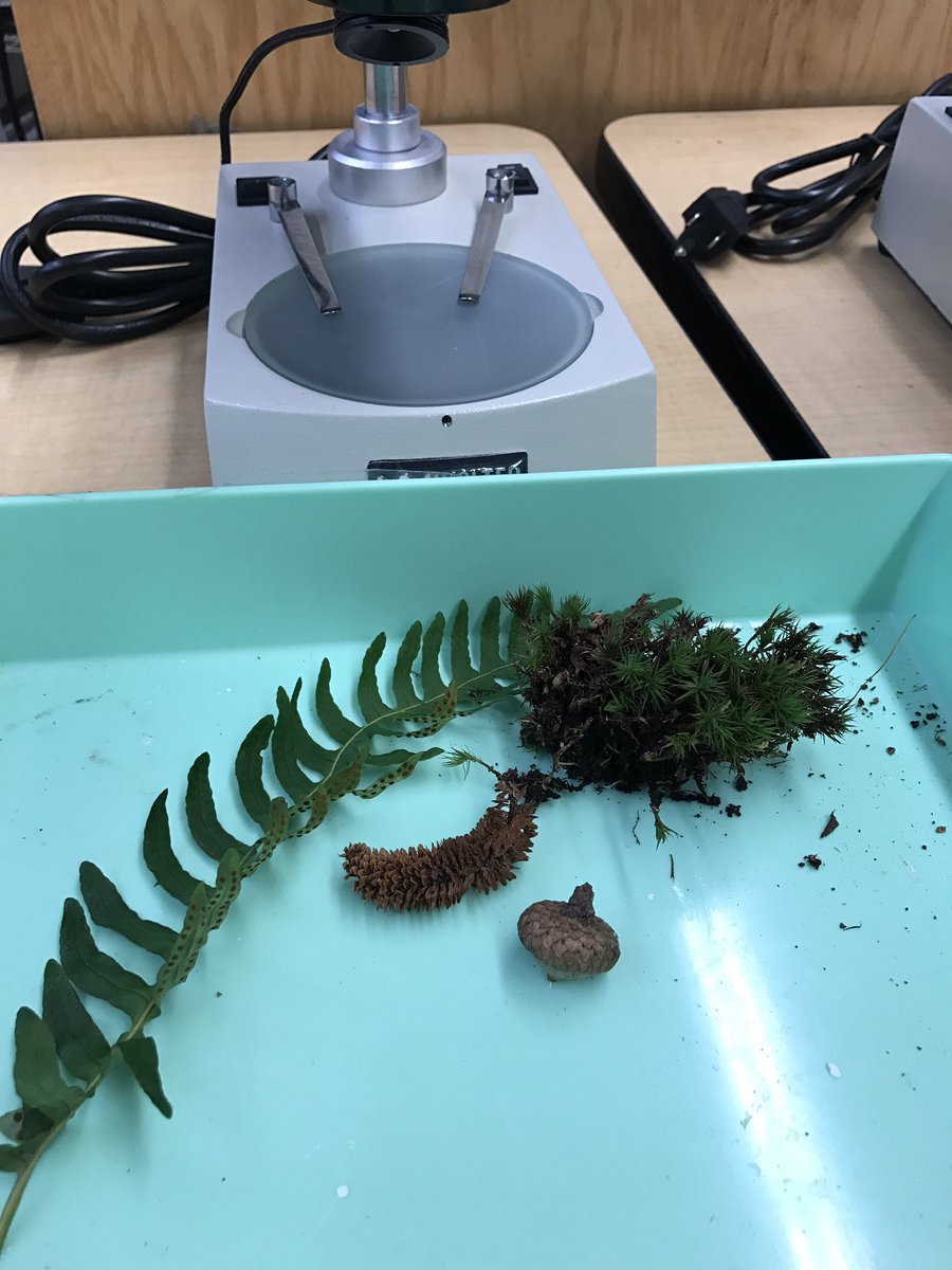 Jay Duhaime (@mrd_parkschool) on Twitter photo 7th grade using dissecting microscope to observe the evolution of plant life <a href="/trotterschool/">Trotter Elementary ParentCouncil</a> #trotterpride <a href="/BPSScienceHolly/">Holly Rosa</a> <a href="/BostonSchools/">BostonPublicSchools</a> 7th grade using dissecting microscope to observe the evolution of plant life <a href="/trotterschool/">Trotter Elementary ParentCouncil</a> #trotterpride <a href="/BPSScienceHolly/">Holly Rosa</a> <a href="/BostonSchools/">BostonPublicSchools</a>