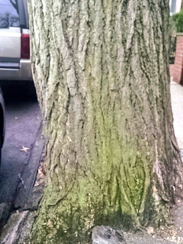 SunshineTheTree's tweet photo. I'm turning green! #treespeech https://t.co/CFqmFiC7j1