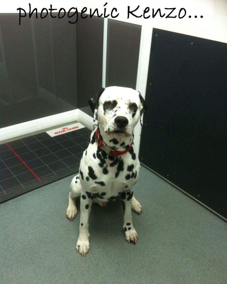 TriageVets's tweet photo. Handsome Kenzo - he loves the attention of the camera!
@TriageVets  @dogsofinstagram https://t.co/dU2pymwDqj