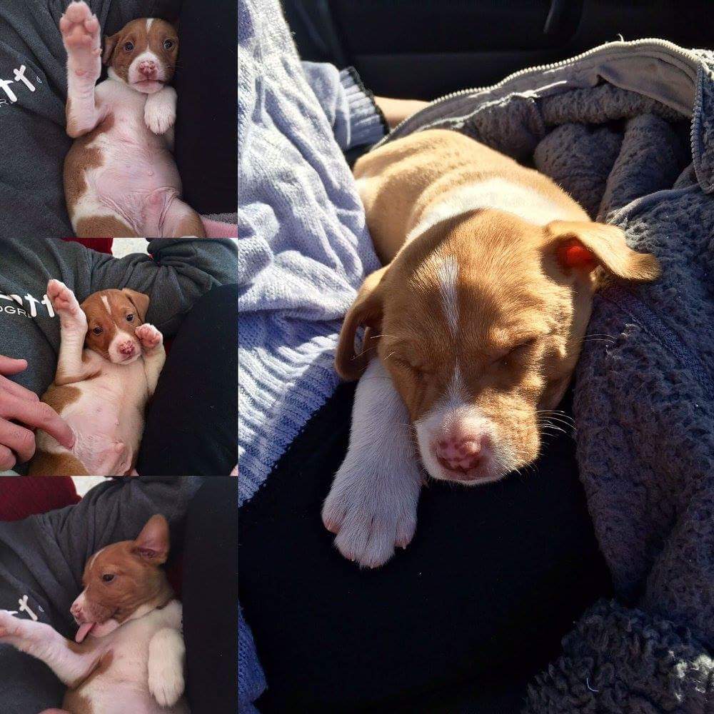 AdopcionesANUA's tweet photo. DOFFY salvado al filo de la carretera. 2 meses. Mestizo de podenco. ¿quieres darle un hogar? Escribe a adopcionesanua@gmail.com https://t.co/DrWqEuKPLk
