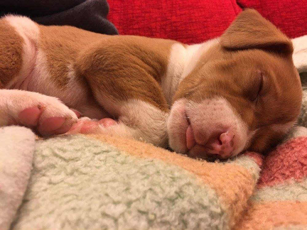 AdopcionesANUA's tweet photo. DOFFY salvado al filo de la carretera. 2 meses. Mestizo de podenco. ¿quieres darle un hogar? Escribe a adopcionesanua@gmail.com https://t.co/DrWqEuKPLk