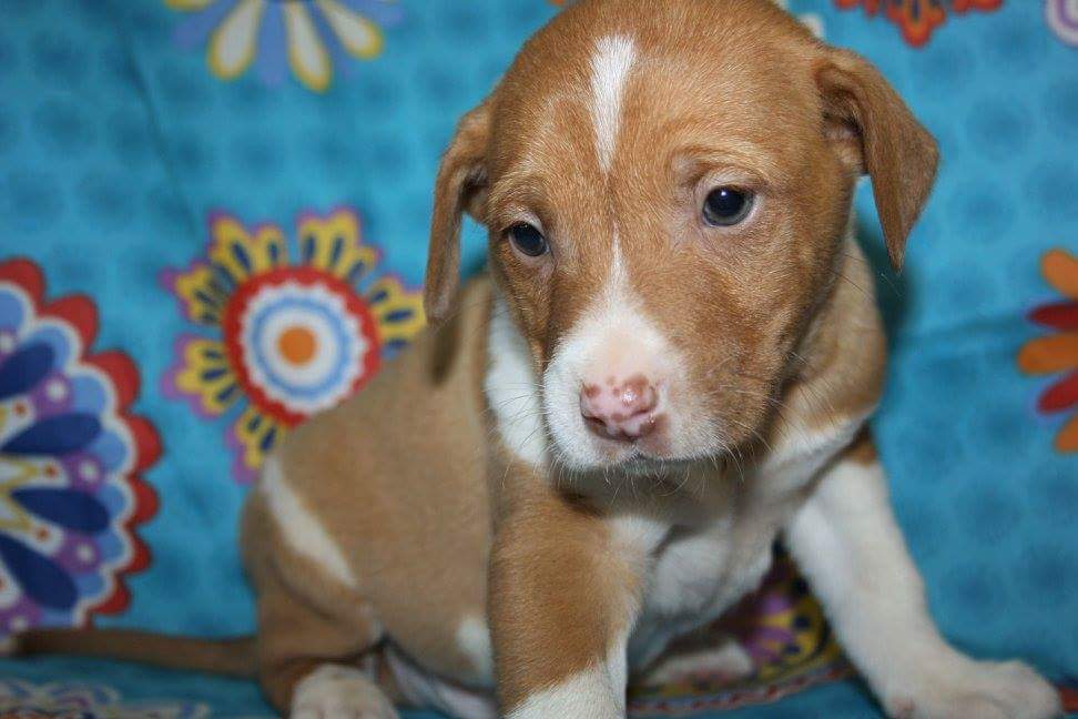 AdopcionesANUA's tweet photo. DOFFY salvado al filo de la carretera. 2 meses. Mestizo de podenco. ¿quieres darle un hogar? Escribe a adopcionesanua@gmail.com https://t.co/DrWqEuKPLk