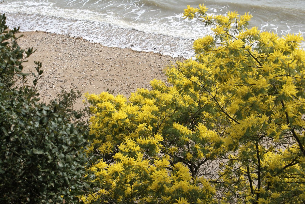 cote_langues's tweet photo. Floraison des #mimosas à #SaintNazaire #traduction #tourisme #allemand #projetsmultilingues https://t.co/Ty4gfXwJvt