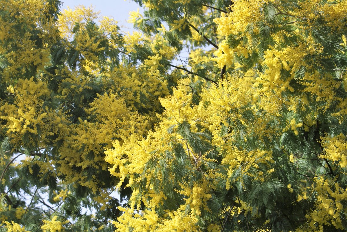 cote_langues's tweet photo. Floraison des #mimosas à #SaintNazaire #traduction #tourisme #allemand #projetsmultilingues https://t.co/Ty4gfXwJvt