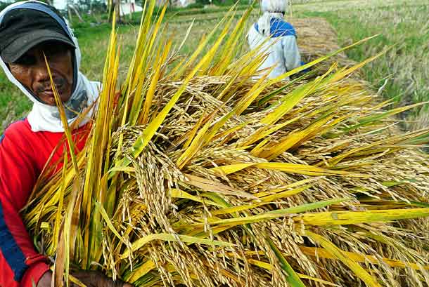 Musim Panen Harga Gabah di Lampung Turun republika.co.id/berita/ekonomi…