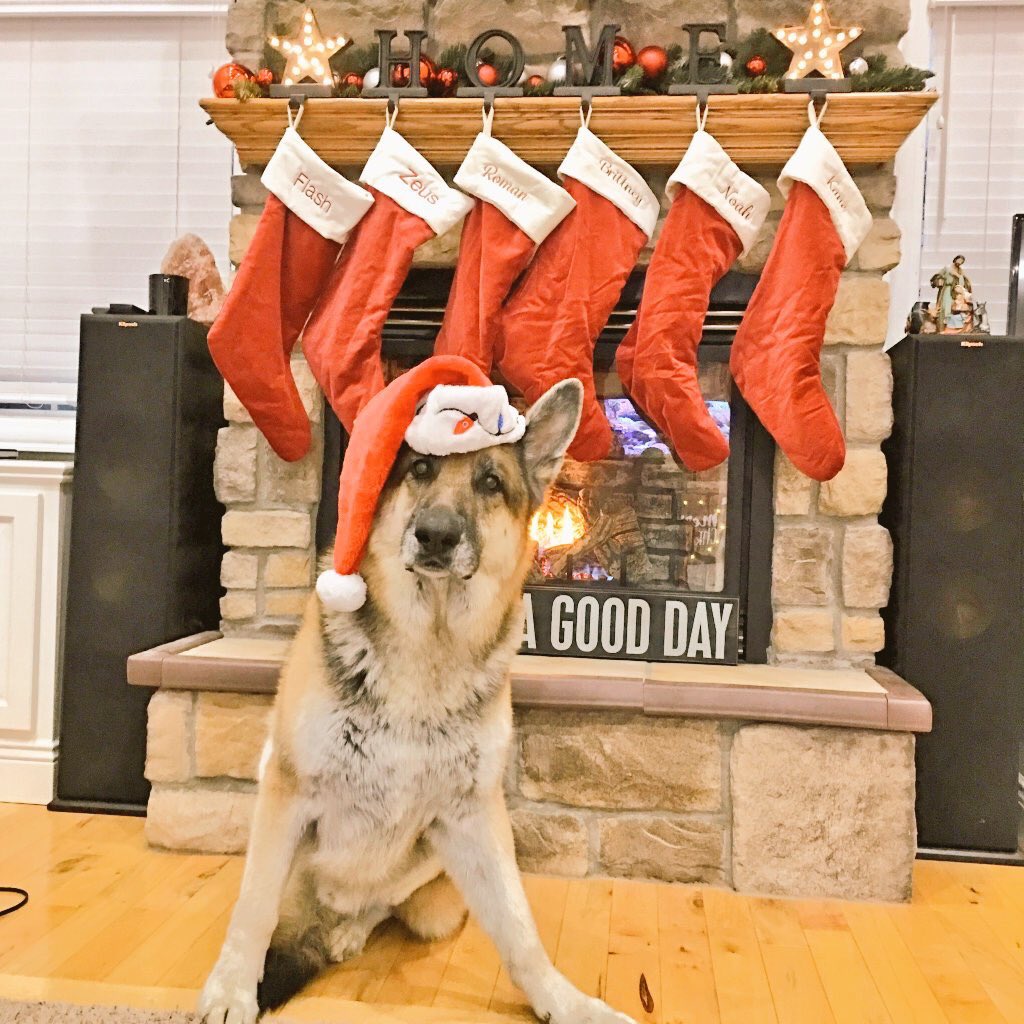 lozandal's tweet photo. He is so gorgeous I can't begin to expain😩🐶❤️ thinking about Zues and the family💗
@RomanAtwood 
@_little_britt_ https://t.co/MrujBvqTVG