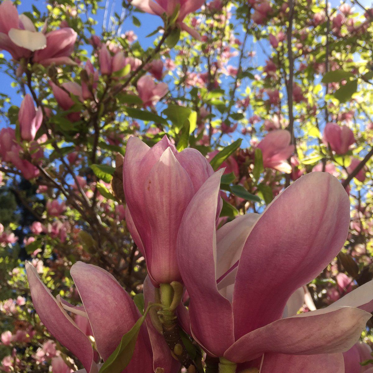 vegandollhouse's tweet image. Everything around me is blooming  #SpringIn5Words