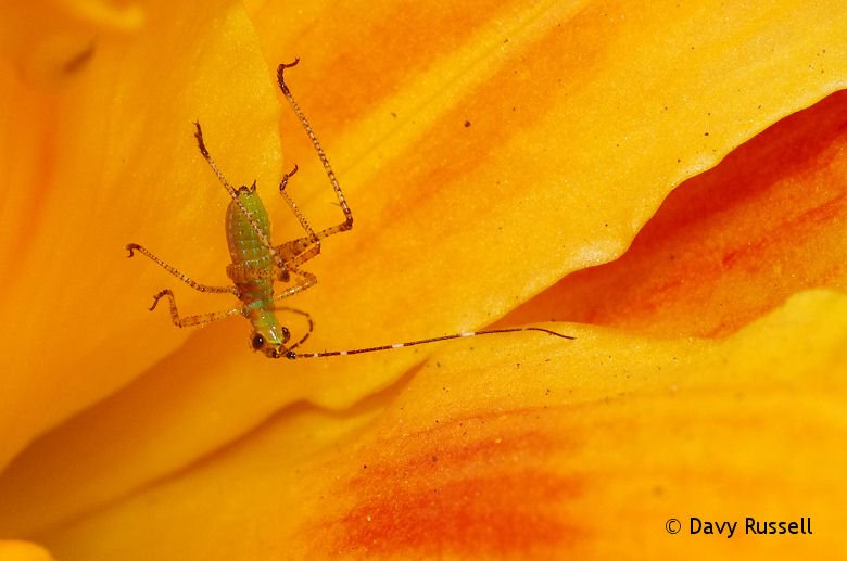 BugHavenBlog's tweet image. I'm back after a winter hiatus.  Now comes the long wait for spring to come to the Northeast (no flowers/gardening until May here...).