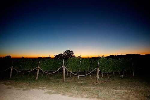 PICS: Chloe Smith captures day breaking over <a href="/HangingRock/">Hanging Rock Winery</a> Rock Winery, Newham, on #DayofVintage
Rolling coverage: bit.ly/2lsbyLa