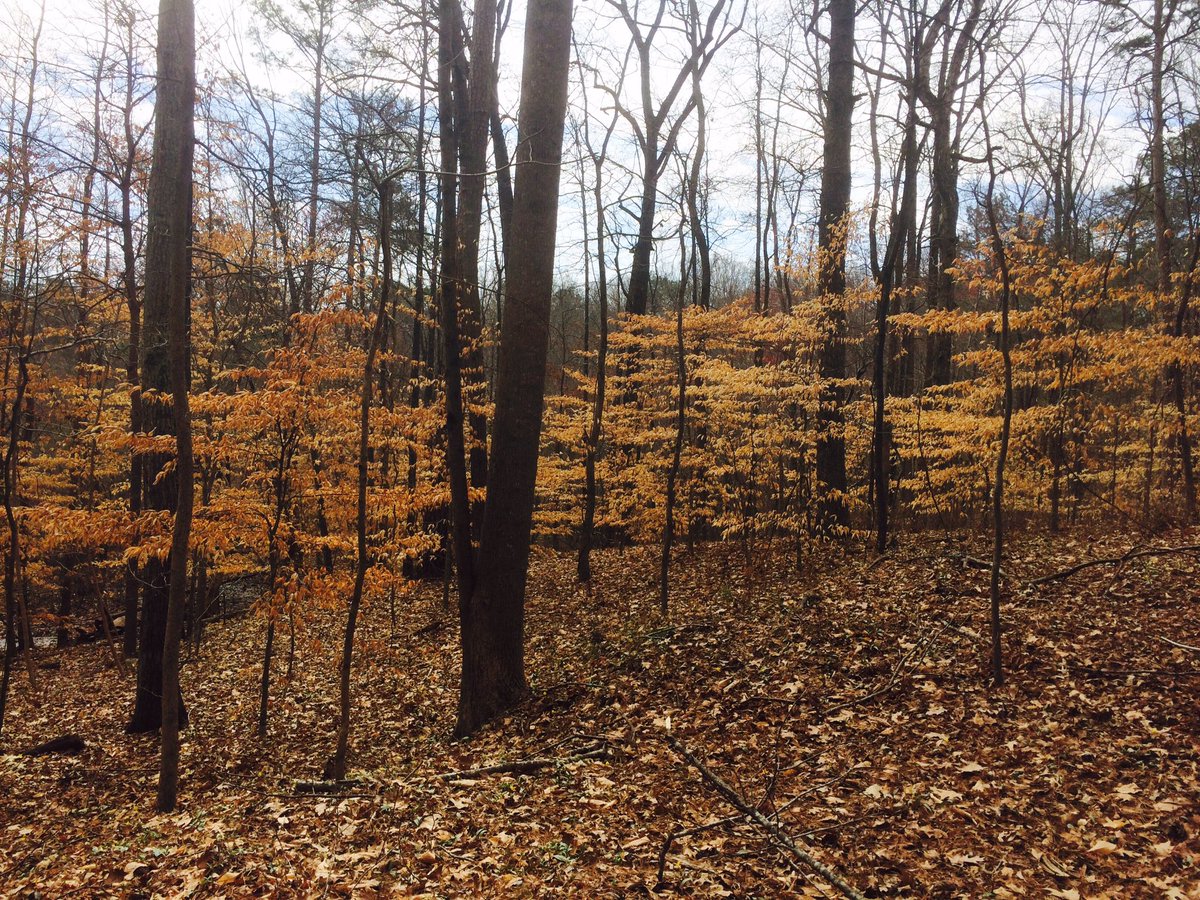 Monica_Wilcox's tweet image. Fall leaves await spring winds.

#SpringIn5Words 
#nature #hiking #StoneMountain