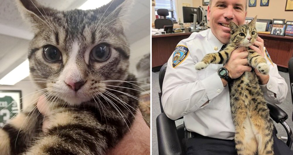 LoveMeowdotcom's tweet photo. Cops convince their boss to adopt an abandoned kitten they saved... See full story: https://t.co/2qiSKsYkcd https://t.co/3d6qmox5C9