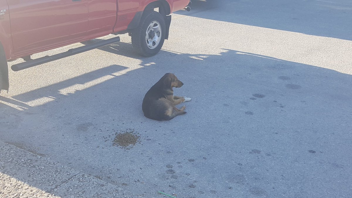 joeldanger's tweet photo. @freebirdy31 (literal) dog in Greece https://t.co/4xkDXFUdQW