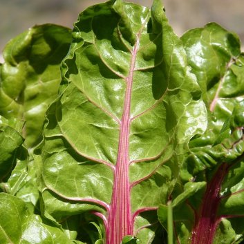 ECO_mercae's tweet photo. #Verduras de hoja verde y sus propiedades nutricionales https://t.co/sbkA6fUICi https://t.co/hvYSBEB8GY