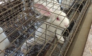 XMANisey's tweet photo. What ARE they thinking?π° - Please join me & help stop proposed #CagedRabbit farm in Gnosall #EndTheCageAge https://t.co/nuHVvTWH78 via @ciwf https://t.co/FmQ0MnwsSH