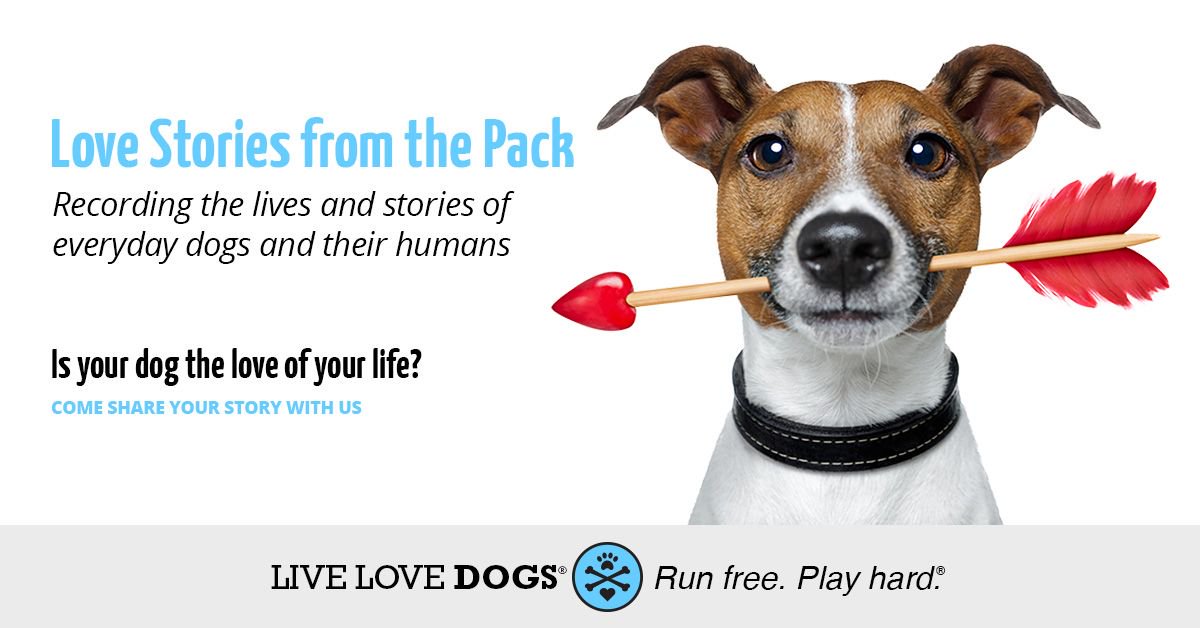 LiveLoveDogs's tweet photo. Love Stories from the Pack - Is your do the love of your life? Share your story - https://t.co/rXQJ4ngiFY #livelovedogs https://t.co/ywHs2E02uA