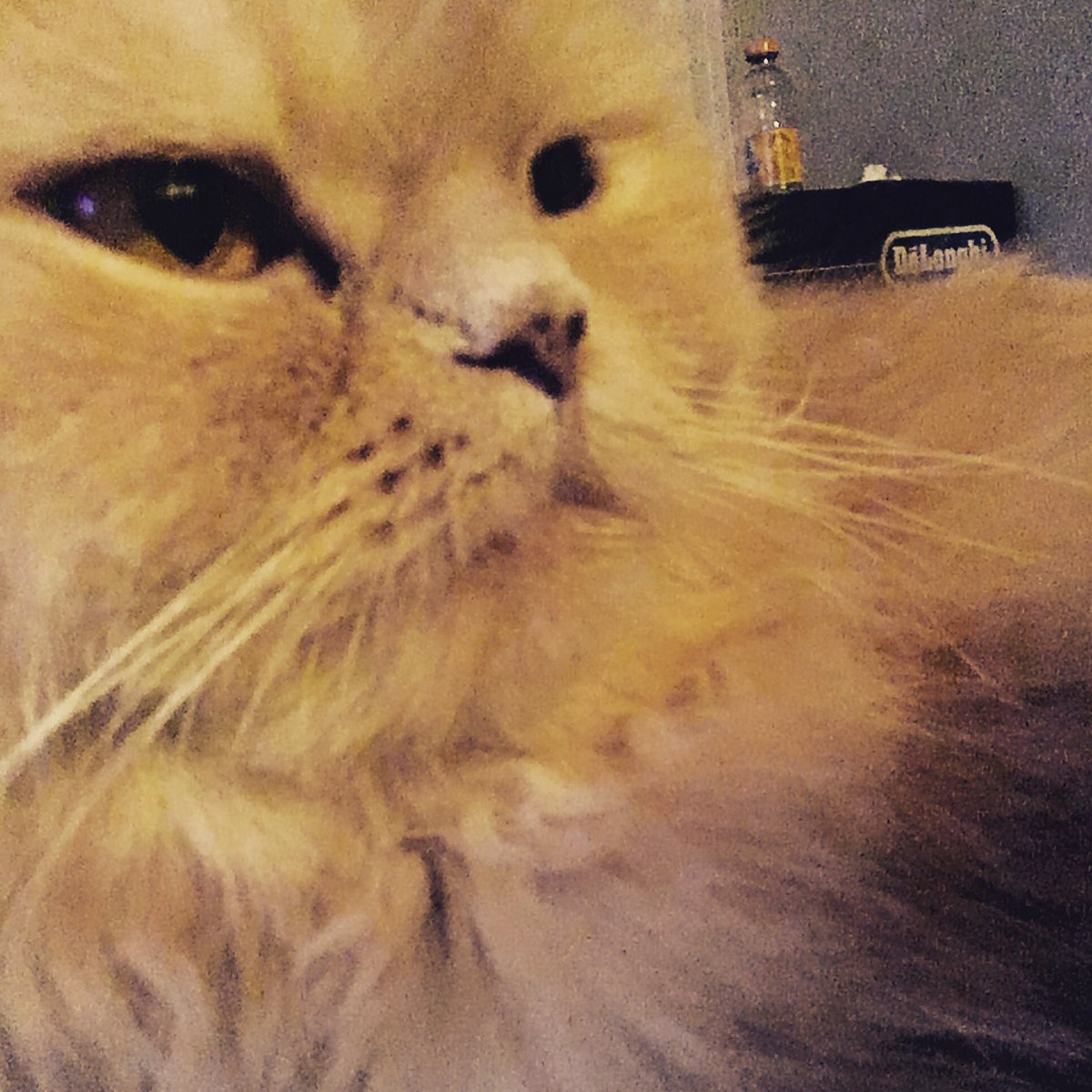 pativet's tweet image. 