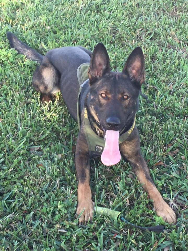 PascoSheriff's tweet photo. How many RTs can we get for a hard working police K9? https://t.co/CinHprzb1W