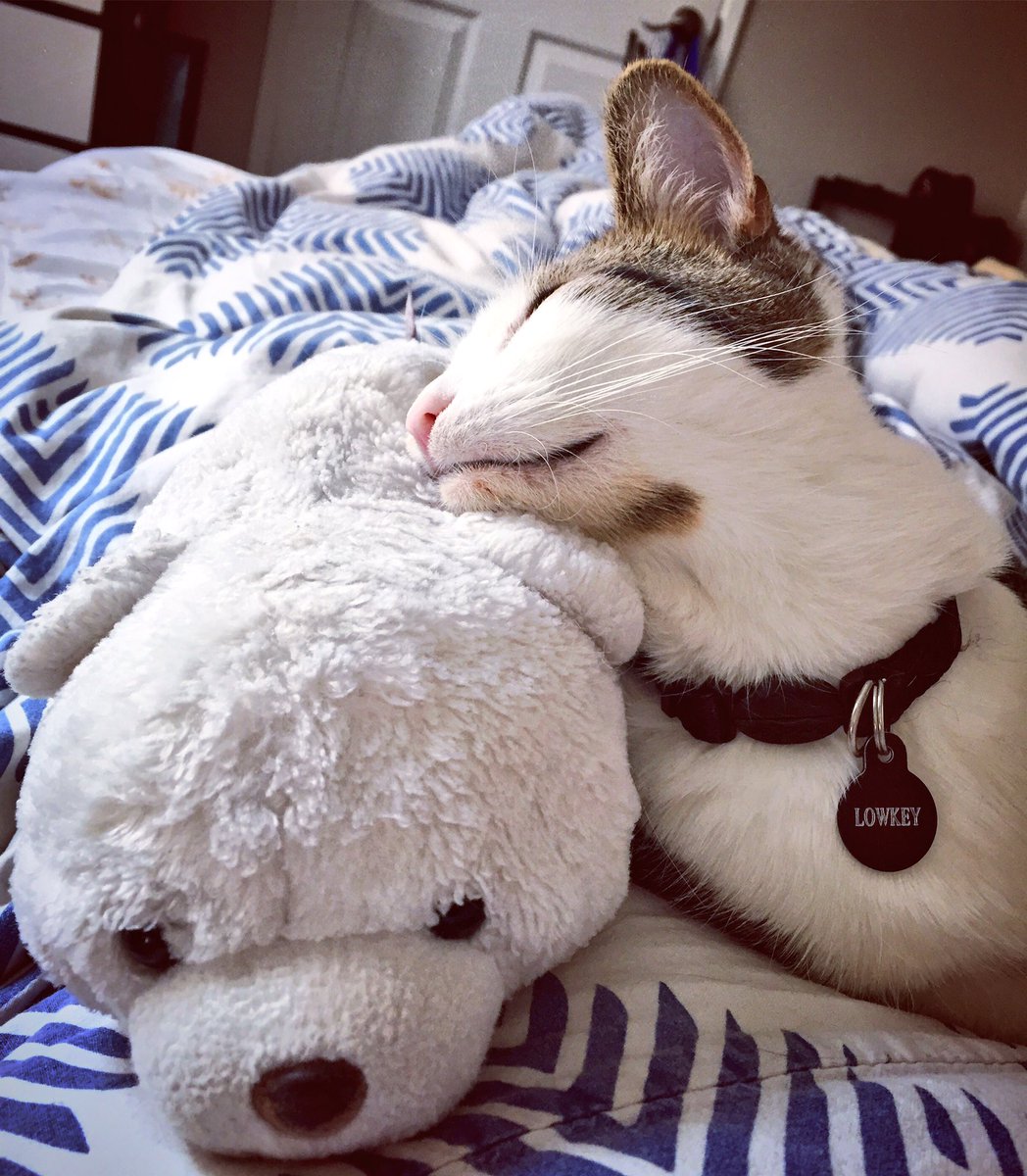 LowKeyTheCat's tweet photo. Snuggle Buddies. 😻🐼
#LowkeyTheCat https://t.co/g9KlTzdOxd