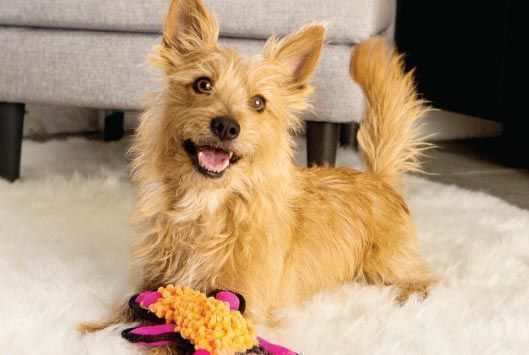 madcattoys's tweet photo. Want to make your little dog WAG BIG? #Waggish dog toys are designed specifically for small breed dogs. https://t.co/nC9I9Hlzmz https://t.co/DK6oi4NnG8
