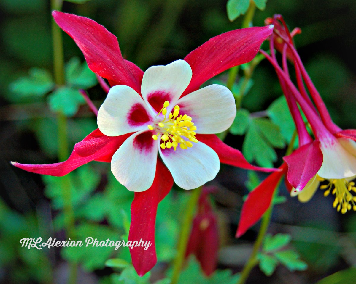 MLAlexion's tweet image. #SpringIn5Words Gardens awaken, Flowers show off
@BrenHaas @RedneckRosarian @passthepistil @aliciavarabling @QuickNDirtee @FlowerSree