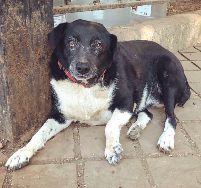 Cool_Druid's tweet photo. MISSING DOG!! Rani from oval maidan. Old, obese w/ bad limp. Has name tag. Call 9820038369, 9820291951, 9833684810, 9920754408 https://t.co/YJOLUIqtDI