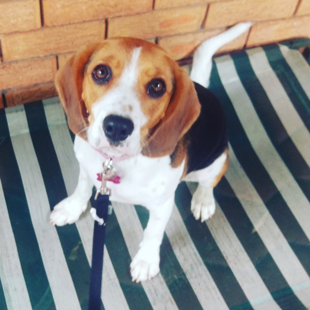 MarciaDavey's tweet photo. Buttons learning place yesterday #placetraining #beaglier #dogtraining #pawsonaltrainer #Pawsonality https://t.co/W4XHBvO48h