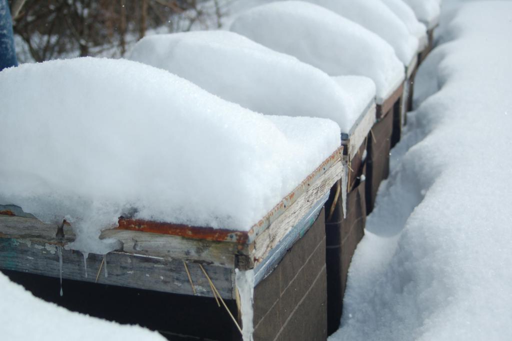 kenyonbees's tweet image. What do bees do during the winter? kenyonbee.com/what-do-bees-d…