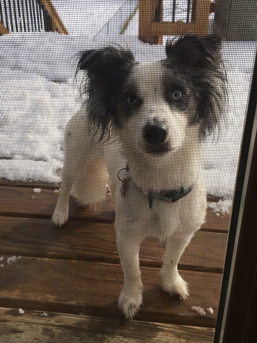 datfluffy_booty's tweet image. #SpringIn5Words    I miss the white stuff!