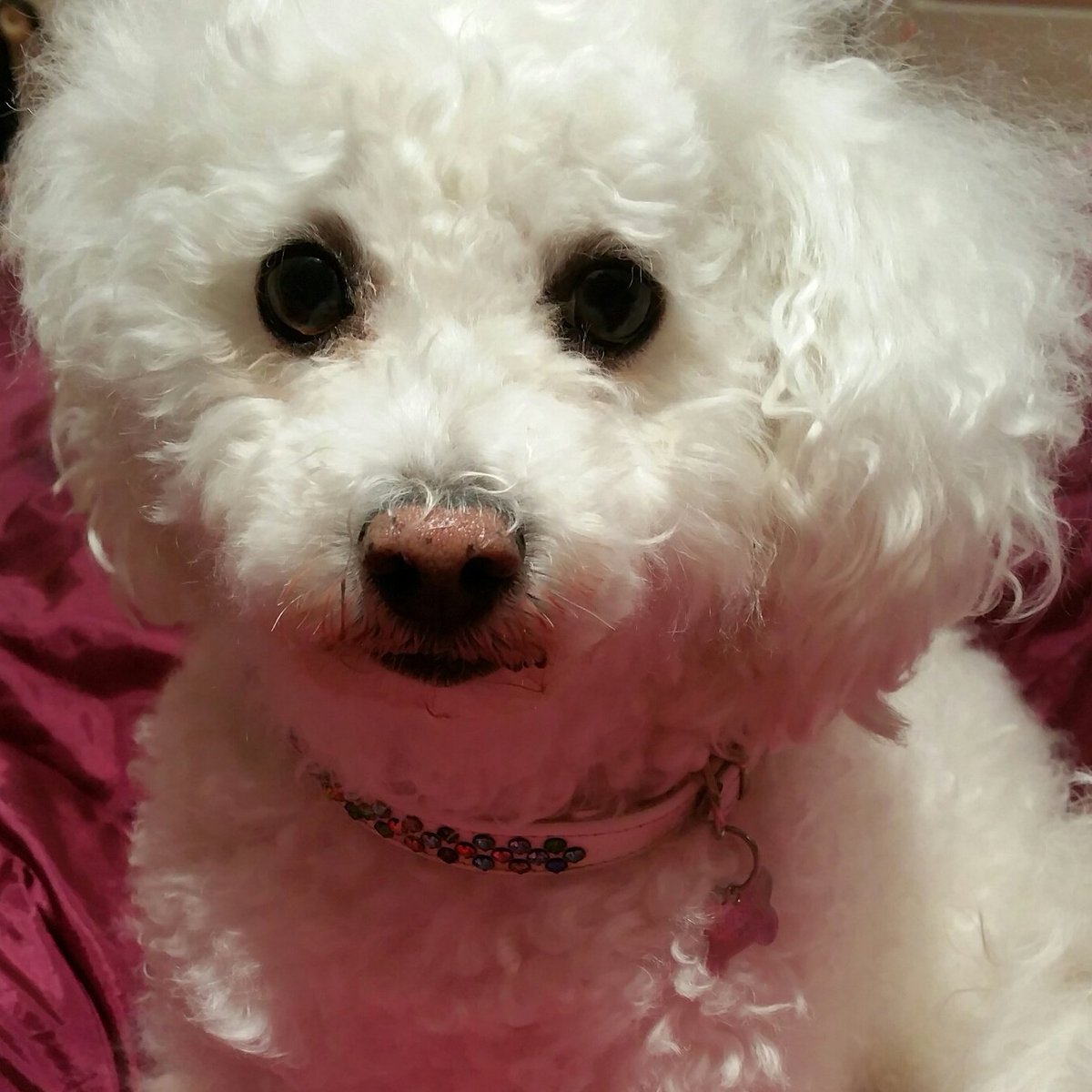 Buddy looking clean #bichon