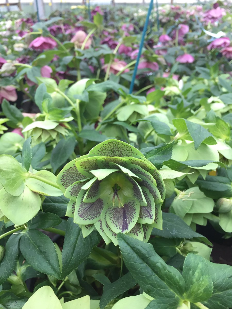 sherg88's tweet photo. The finish product at hellebore heaven @ashnurs  amazing 😍 #hellebore #part3 https://t.co/Nq8UEt2MIl