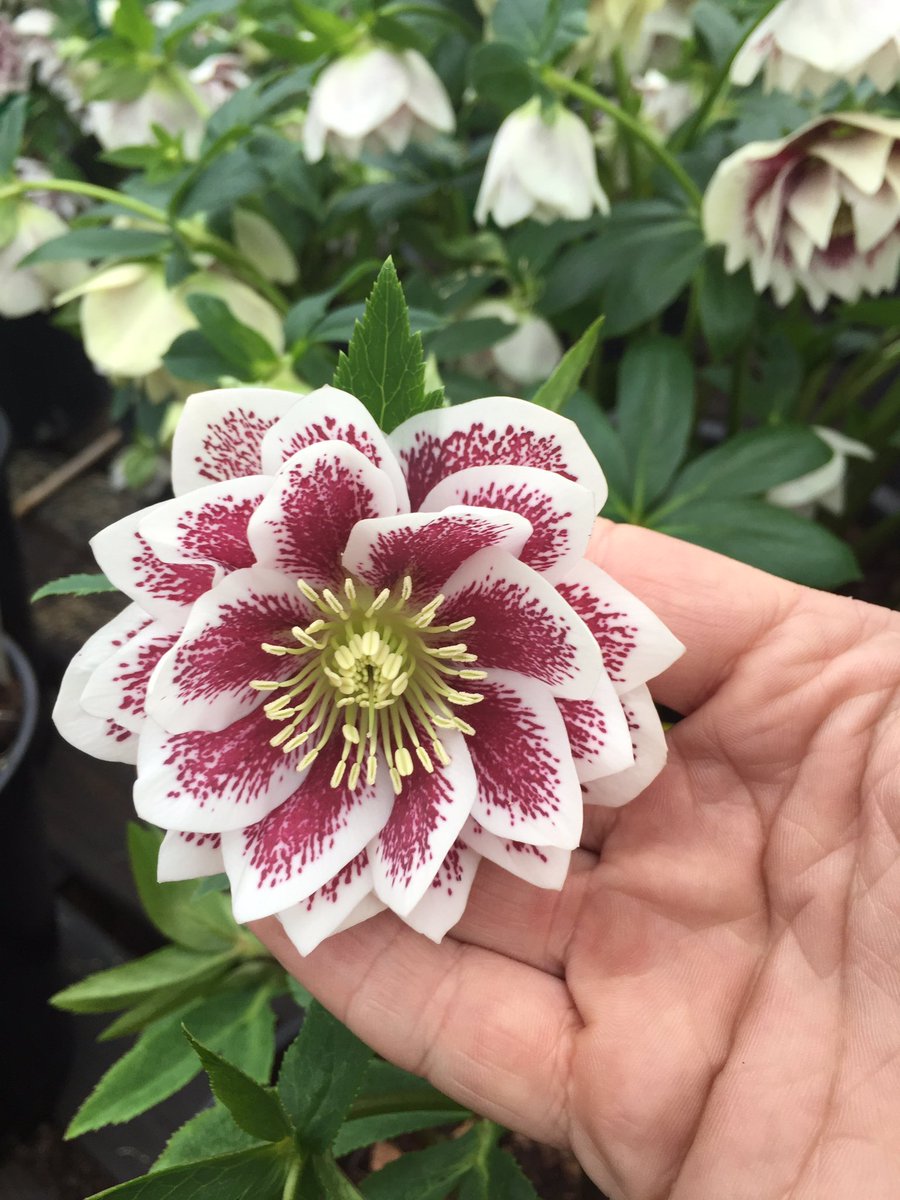 sherg88's tweet photo. The finish product at hellebore heaven @ashnurs  amazing 😍 #hellebore #part3 https://t.co/Nq8UEt2MIl