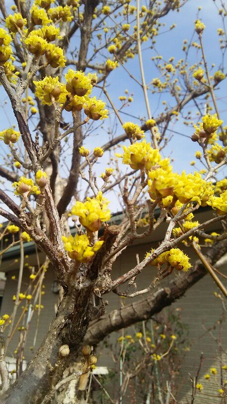 柏屋コッコ Twitterren 散歩にて 黄色い花とピンクの花 この季節 次々と花が咲いて行って 散歩をしていても楽しいです 3月に入ると 急に春になったような気がするのは 私だけでしょうか 黄色い花 ピンクの花 散歩 春