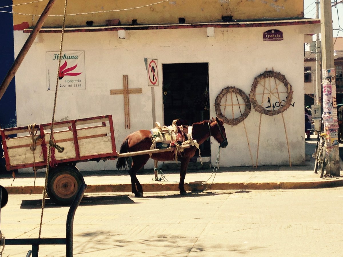 Polaristav's tweet photo. Andando #polarista #photography #donkey #architecture #carreta #burrito #Oaxaca https://t.co/cVJXdLmyD6