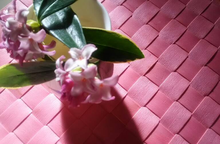 Konomi 海 Umemura 沈丁花われにやさしく香るあさ きみの手のひらわれにやさしき 3月 ベランダに鉢植えの 沈丁花 ユーミンの歌 淡き光立つ にわか雨 いとし面影の沈丁花 溢るる涙の蕾から ひとつ ひとつ香り始める 春よ 来い など思い出し