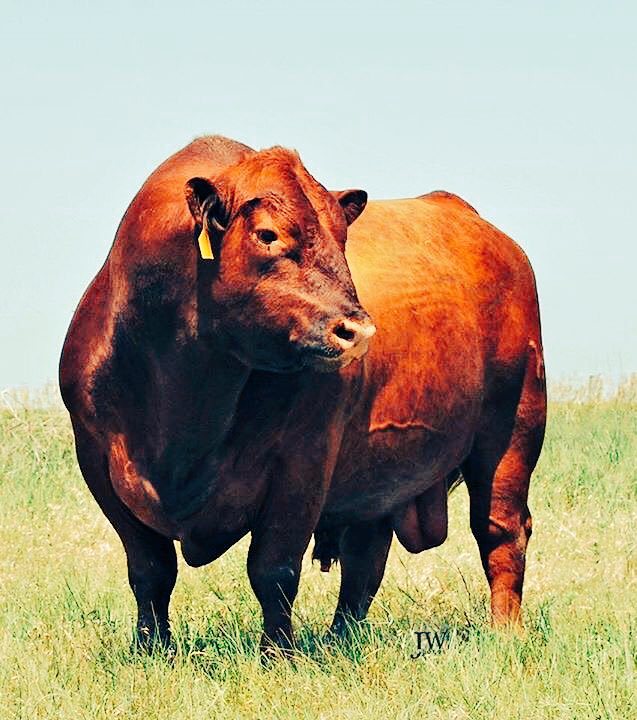 LacysRedAngus's tweet photo. We recently said goodbye to a great one. Legacy 6097 certainly left his mark on our herd as well as many others. https://t.co/4d1pKFRnWN
