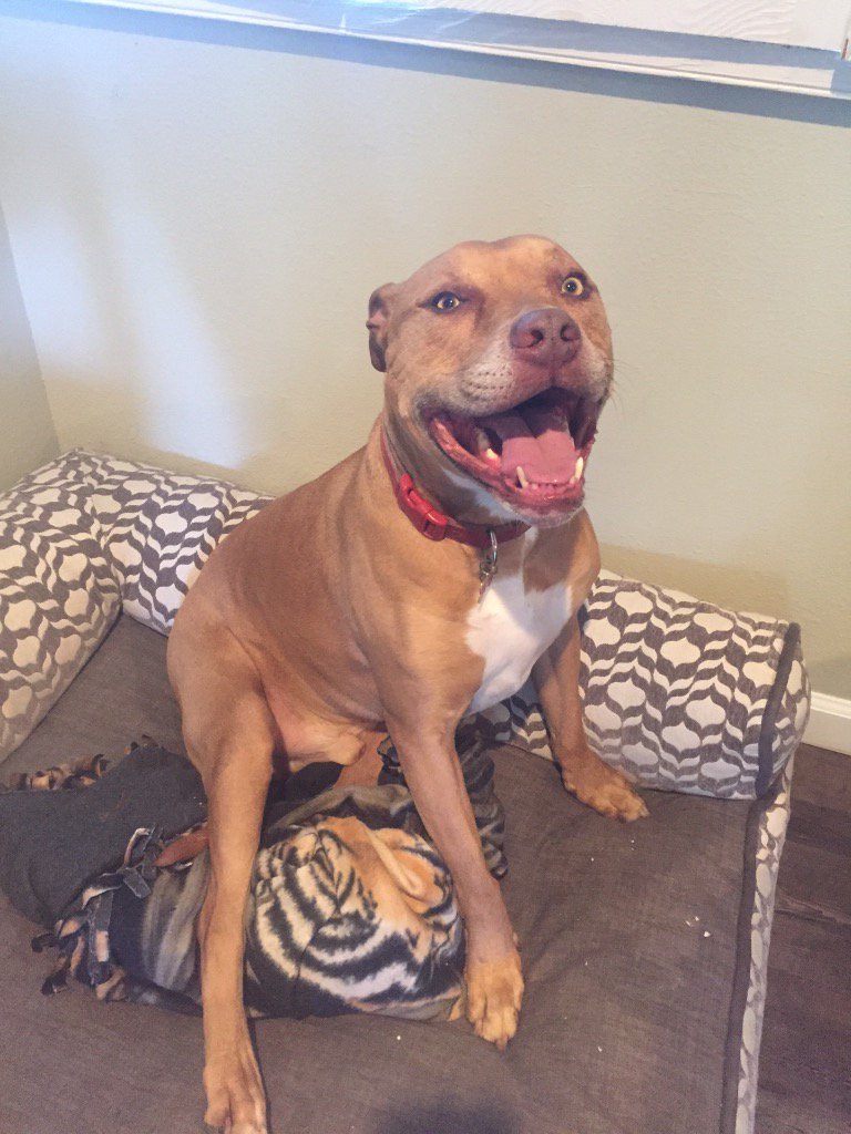 PetSittersTale's tweet image. My #dog is so happy!
#SpringIn5Words