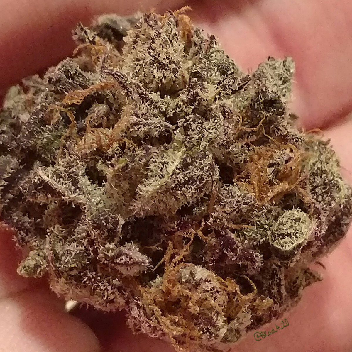BRad_4_20's tweet photo. #WeedPornWednesday  😎💜💎🔥💨💨
#LetGetHigh #StonerFam #PuffPuffPass
@Norstackk @_jena4n @mzstoned
@mezmereyes3 @Evl420 @frankjuanaVSA https://t.co/jz7cARQbDU