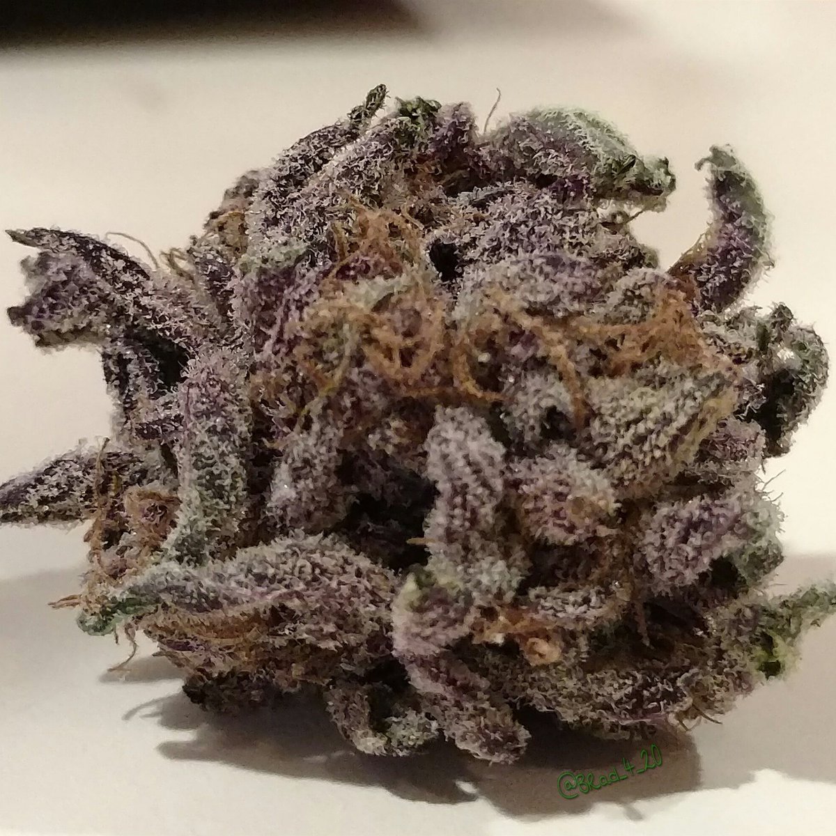 BRad_4_20's tweet photo. #WeedPornWednesday  😎💜💎🔥💨💨
#LetGetHigh #StonerFam #PuffPuffPass
@Norstackk @_jena4n @mzstoned
@mezmereyes3 @Evl420 @frankjuanaVSA https://t.co/jz7cARQbDU