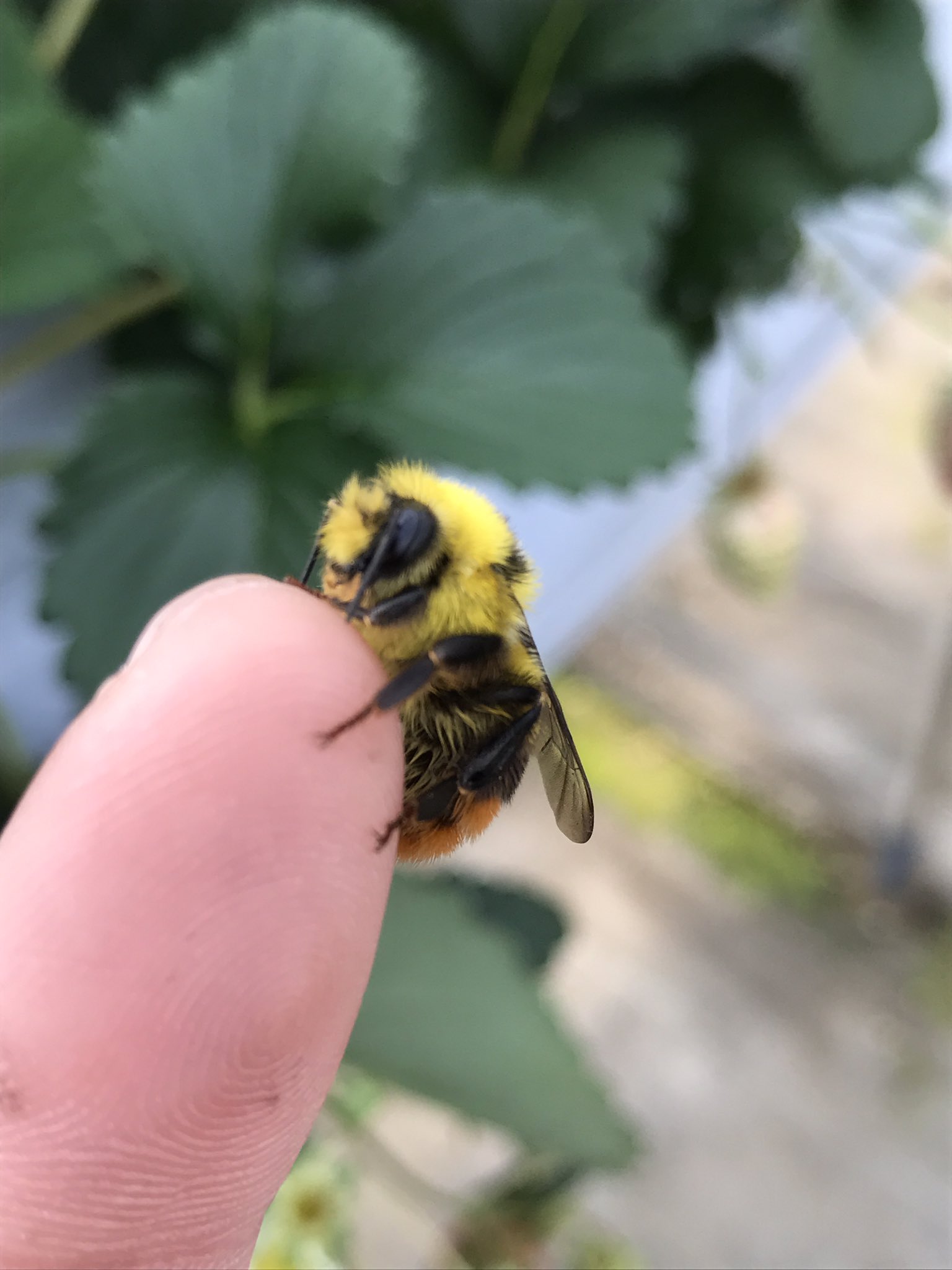 ট ইট র Strawberry Farm 陽一郎園 クロマルハナバチのオスは黄色でかわいい 巣が弱ってくると出てきて花に付きます なかなか見れないです いちご いちご狩り